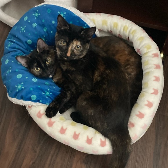 Meet your Posher, Stacey - Picture 4 of 4